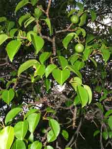Blätter und Früchte des Manchineelbaumes, alles ist giftig